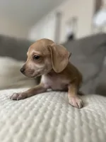 Woody, a male Chihuahua and Miniature Dachshund for sale in North Port, FL – 1 of 10