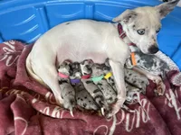 Tux, a male Jack Russell Terrier and Chihuahua for sale in North Port, FL – 10 of 10