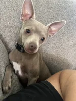 Zuko, a male Chihuahua and Italian Greyhound for sale in North Port, FL – 5 of 7