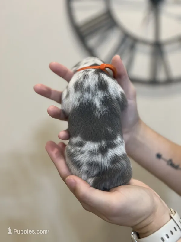 Moana – Jack Russell Terrier, Chihuahua puppy for sale in North Port, FL