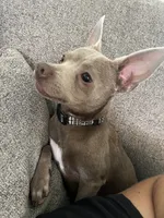 Zuko, a male Chihuahua and Italian Greyhound for sale in North Port, FL – 7 of 7