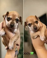 Woody, a male Chiweenie for sale in North Port, FL – 1 of 10
