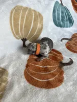 Marble, a female Jack Russell Terrier and Chihuahua for sale in North Port, FL – 6 of 10