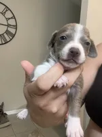 Mrs. Potato Head, a female Chiweenie for sale in North Port, FL – 7 of 9
