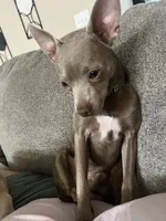Zuko, a male Chihuahua and Italian Greyhound for sale in North Port, FL – 6 of 7