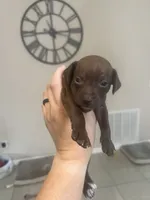 Slinky, a male Chiweenie for sale in North Port, FL – 5 of 6