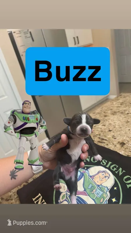 Buzz – Chiweenie puppy on hold in North Port, FL