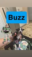 Buzz, a male Chiweenie for sale in North Port, FL – 1 of 5