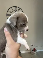 Mrs. Potato Head, a female Chiweenie for sale in North Port, FL – 8 of 9