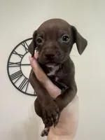 Slinky, a male Chihuahua and Chiweenie for sale in North Port, FL – 2 of 9