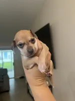 Woody, a male Chiweenie for sale in North Port, FL – 2 of 10