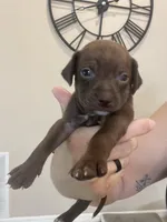 Slinky, a male Chiweenie for sale in North Port, FL – 6 of 6