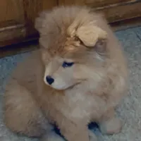 Bella, a female Chow Chow for sale in Roxbury Crossing, MA – Photo 2 of 10