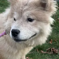 Bella, a female Chow Chow for sale in Roxbury Crossing, MA – Photo 5 of 10