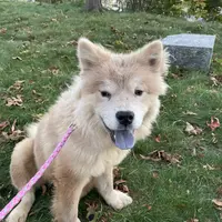 Bella, a female Chow Chow for sale in Roxbury Crossing, MA – Photo 3 of 10