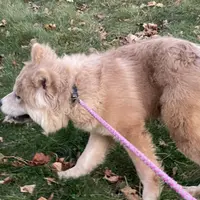 Bella, a female Chow Chow for sale in Roxbury Crossing, MA – Photo 7 of 10