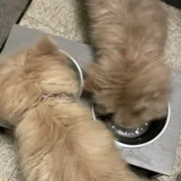 Bella, a female Chow Chow for sale in Roxbury Crossing, MA – Photo 4 of 10