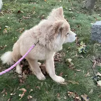 Bella, a female Chow Chow for sale in Roxbury Crossing, MA – Photo 8 of 10