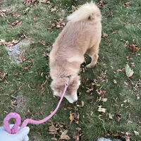 Bella, a female Chow Chow for sale in Roxbury Crossing, MA – Photo 9 of 10