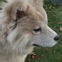 Bella, a female Chow Chow for sale in Roxbury Crossing, MA – Photo 10 of 10