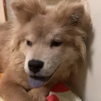 Bella, a female Chow Chow for sale in Roxbury Crossing, MA – Photo 1 of 10