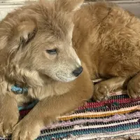 Molly, a female Chow Chow for sale in Roxbury Crossing, MA – Photo 7 of 10
