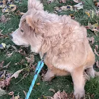 Molly, a female Chow Chow for sale in Roxbury Crossing, MA – Photo 4 of 10