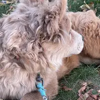 Molly, a female Chow Chow for sale in Roxbury Crossing, MA – Photo 3 of 10