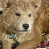 Molly, a female Chow Chow for sale in Roxbury Crossing, MA – Photo 10 of 10