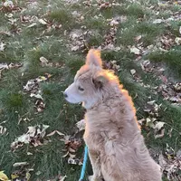 Molly, a female Chow Chow for sale in Roxbury Crossing, MA – Photo 2 of 10