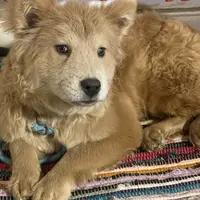 Molly, a female Chow Chow for sale in Roxbury Crossing, MA – Photo 6 of 10