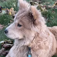 Molly, a female Chow Chow for sale in Roxbury Crossing, MA – Photo 5 of 10
