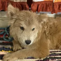 Molly, a female Chow Chow for sale in Roxbury Crossing, MA – Photo 9 of 10