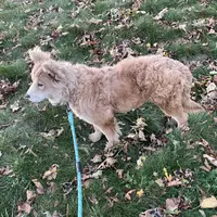 Molly, a female Chow Chow for sale in Roxbury Crossing, MA – Photo 8 of 10