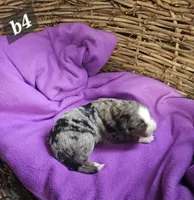 Boy #4, a male Bernese Mountain Dog for sale in Saxon, WI – Photo 7 of 7