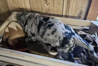 Boy #4, a male Bernese Mountain Dog and Poodle - Miniature  for sale in Saxon, WI – Photo 4 of 5