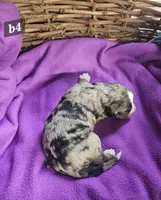 Boy #4, a male Bernese Mountain Dog for sale in Saxon, WI – Photo 6 of 7