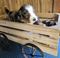 Boy #4, a male Bernese Mountain Dog and Poodle - Miniature  for sale in Saxon, WI – Photo 2 of 5