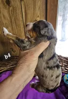 Boy #4, a male Bernese Mountain Dog for sale in Saxon, WI – Photo 3 of 7