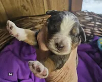 Boy #4, a male Bernese Mountain Dog for sale in Saxon, WI – Photo 4 of 7