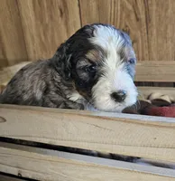 Boy #4, a male Bernese Mountain Dog and Poodle - Miniature  for sale in Saxon, WI – Photo 1 of 5