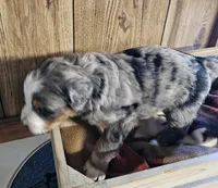 Boy #4, a male Bernese Mountain Dog and Poodle - Miniature  for sale in Saxon, WI – Photo 3 of 5