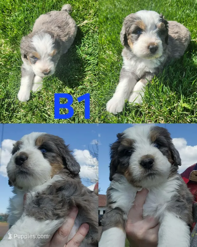 Boy #1 – Bernese Mountain Dog, Poodle - Miniature  puppy for sale in Saxon, WI