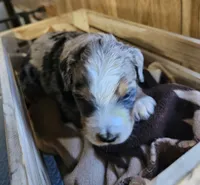 Boy #4, a male Bernese Mountain Dog and Poodle - Miniature  for sale in Saxon, WI – Photo 5 of 5