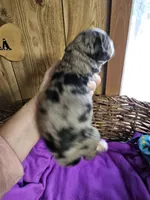 Boy #4, a male Bernese Mountain Dog for sale in Saxon, WI – Photo 5 of 7