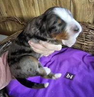 Boy #4, a male Bernese Mountain Dog for sale in Saxon, WI – Photo 1 of 7