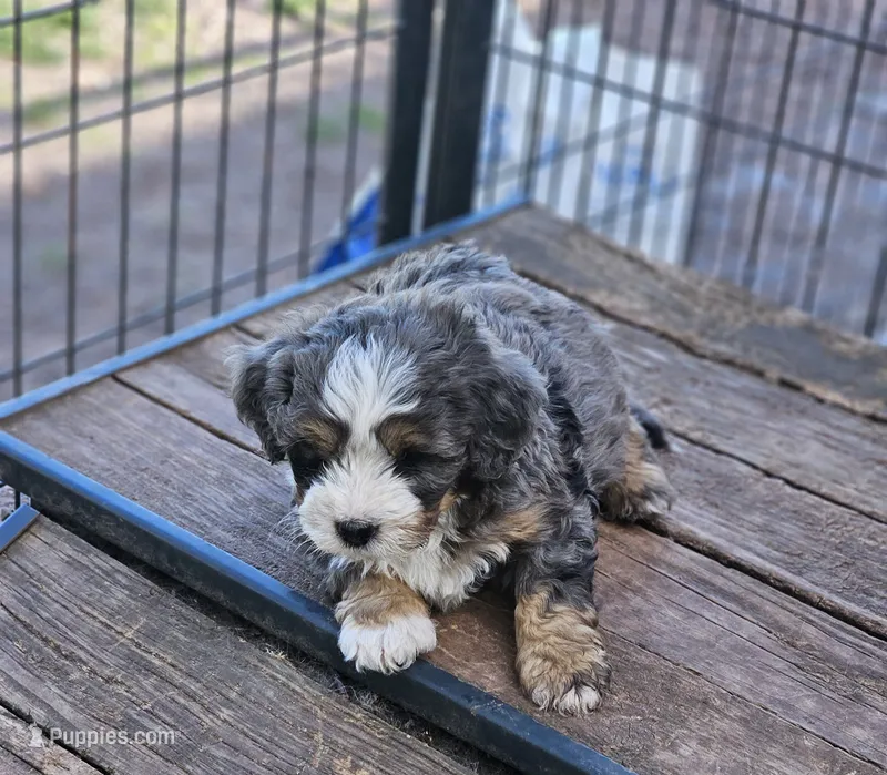 Boy #3 – Bernese Mountain Dog puppy for sale in Saxon, WI