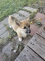 Corgi girl, a female Pembroke Welsh Corgi for sale in Saxon, WI – 2 of 4