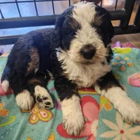 Boy #5, a male Bernese Mountain Dog for sale in Saxon, WI – 2 of 9