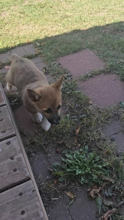 Corgi girl, a female Pembroke Welsh Corgi for sale in Saxon, WI – 4 of 4